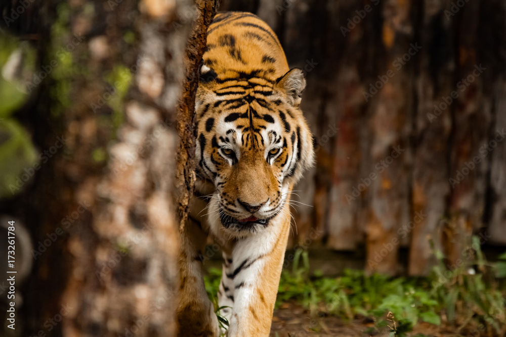 Amur tiger walking