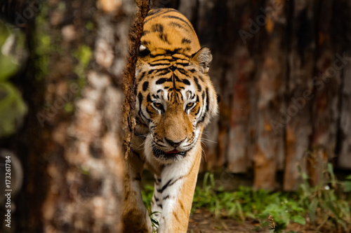 Amur tiger walking