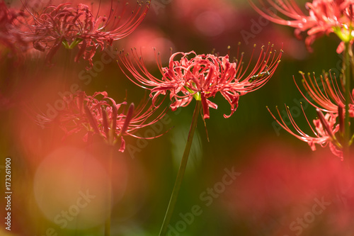 Fototapeta Naklejka Na Ścianę i Meble -  Close - up Red spider lily in autumn