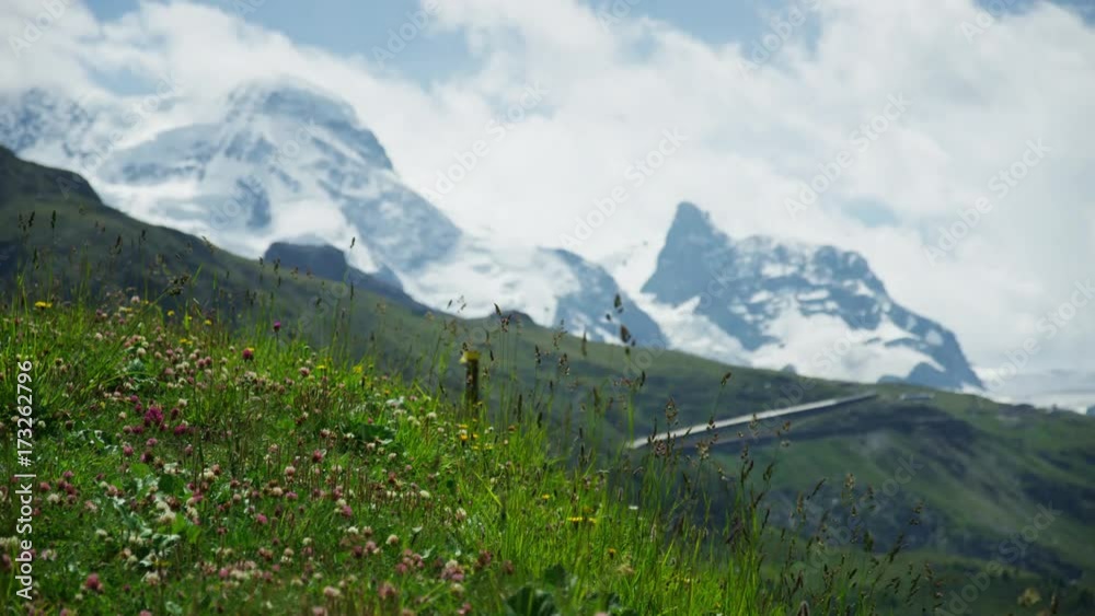 Alpine prairie flowers and blurred mountains in background - Shot on RED Digital Cinema Camera at 5K Alpine prairie flowers and blurred mountains in background - Shot on RED Digital Cinema Camera at 5K