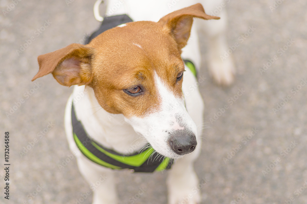 Small dog close-up