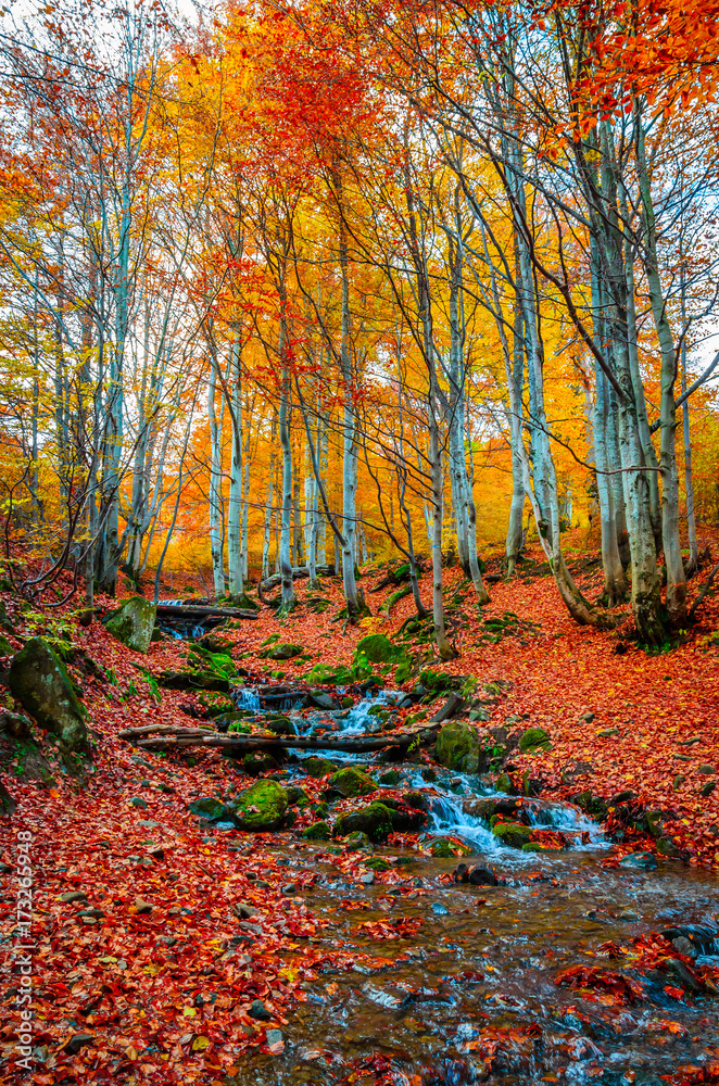 Mountain river and golden forest in autumn day Mountain river and golden forest in autumn day