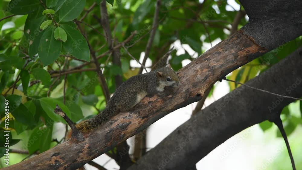 Squirrel is mammal animal and member of the family Sciuridae brown color on a tree in the nature wild Squirrel is mammal animal and member of the family Sciuridae brown color on a tree in the nature wild
