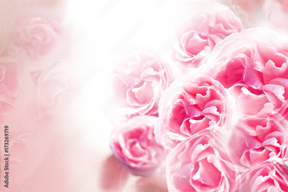 A bouquet of pink roses on a white background. Floral background. Nature.