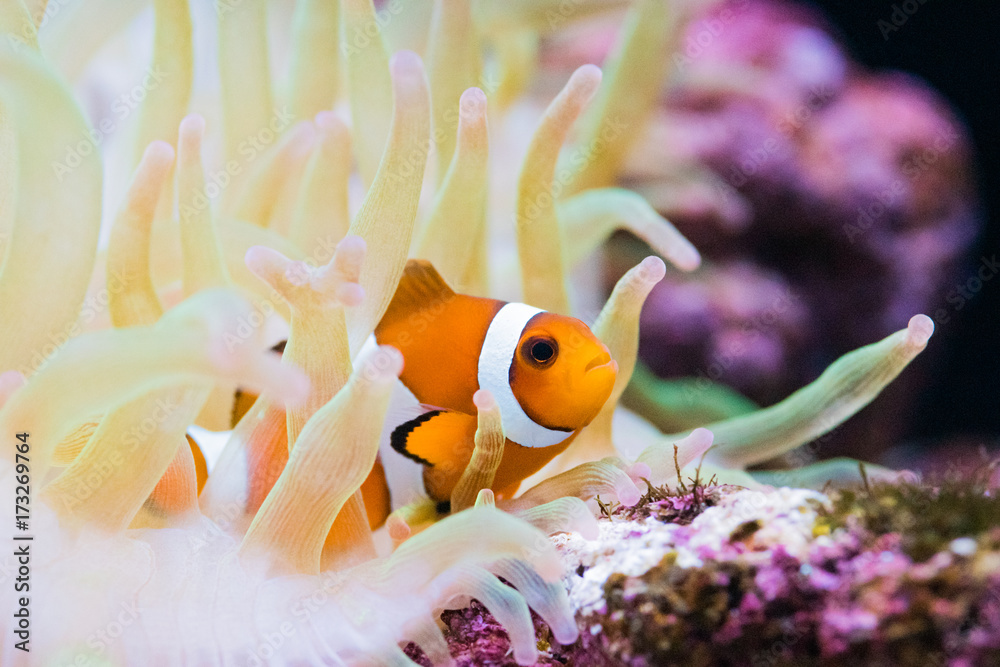 クマノミとイソギンチャク Stock 写真 Adobe Stock