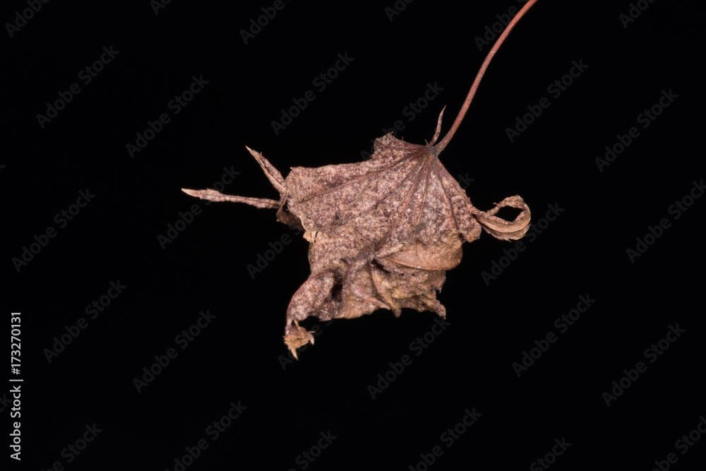 Fototapeta premium Isolated Autumn