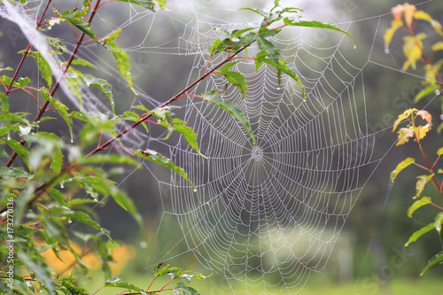 Spider web, foggy morning