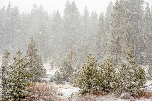 Snowstorm beginning in Yosemite National Park