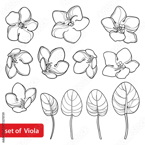 Vector set with outline Saintpaulia or African violet flower and leaf in black isolated on white background. Perennial flowers in contour style for floriculture, summer design and coloring book.
