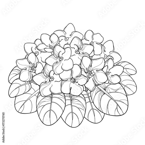 Vector bouquet with outline Saintpaulia or African violet flower and leaf in black isolated on white background. Viola flower in contour style for indoor floriculture, summer design and coloring book.