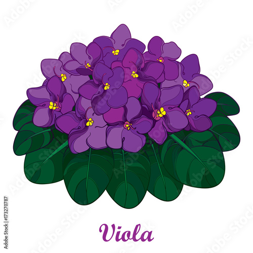 Vector bouquet with outline Saintpaulia or African violet flower in purple and green foliage isolated on white background. Viola flowers in contour style for indoor floriculture and summer design.