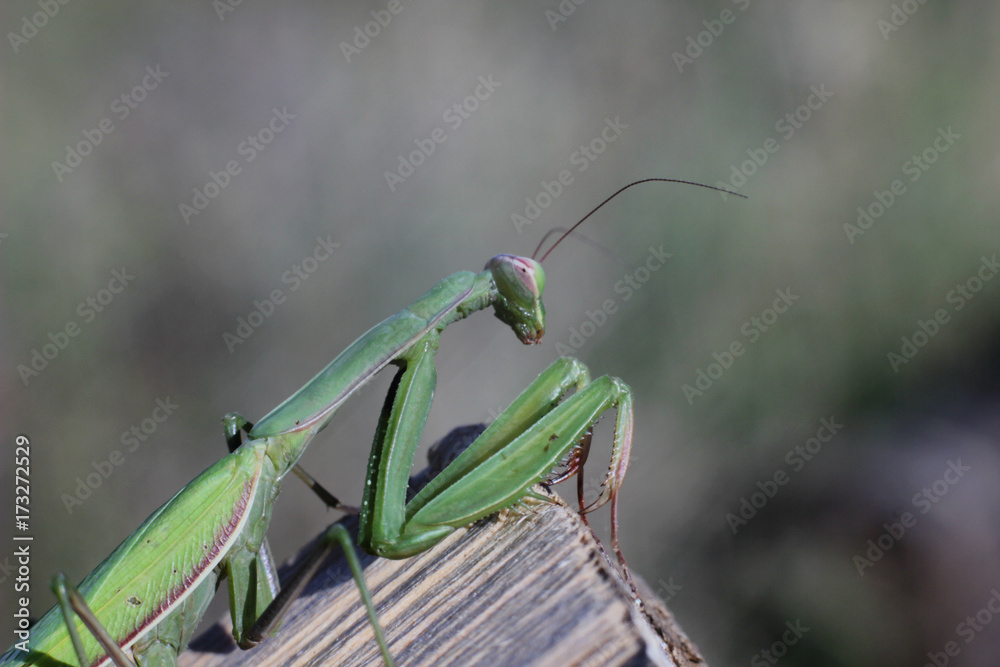 insect mantis insect mantis