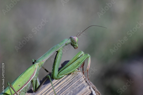 insect mantis