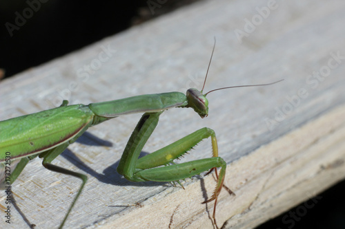 insect mantis © albert