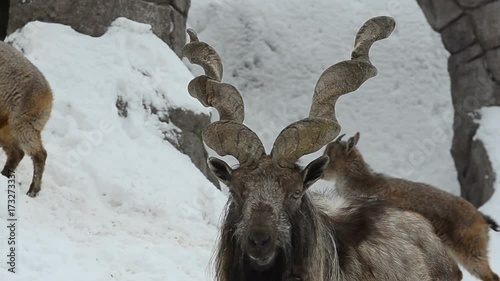 Capra falconeri, the Murkhar in winter photo