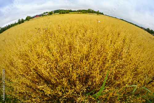 A fisheye picture of wheat growing