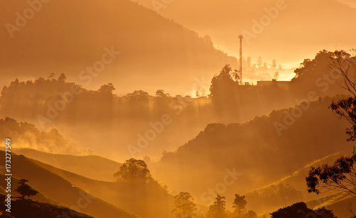 The golden hours view of Boh Tea Plantation 