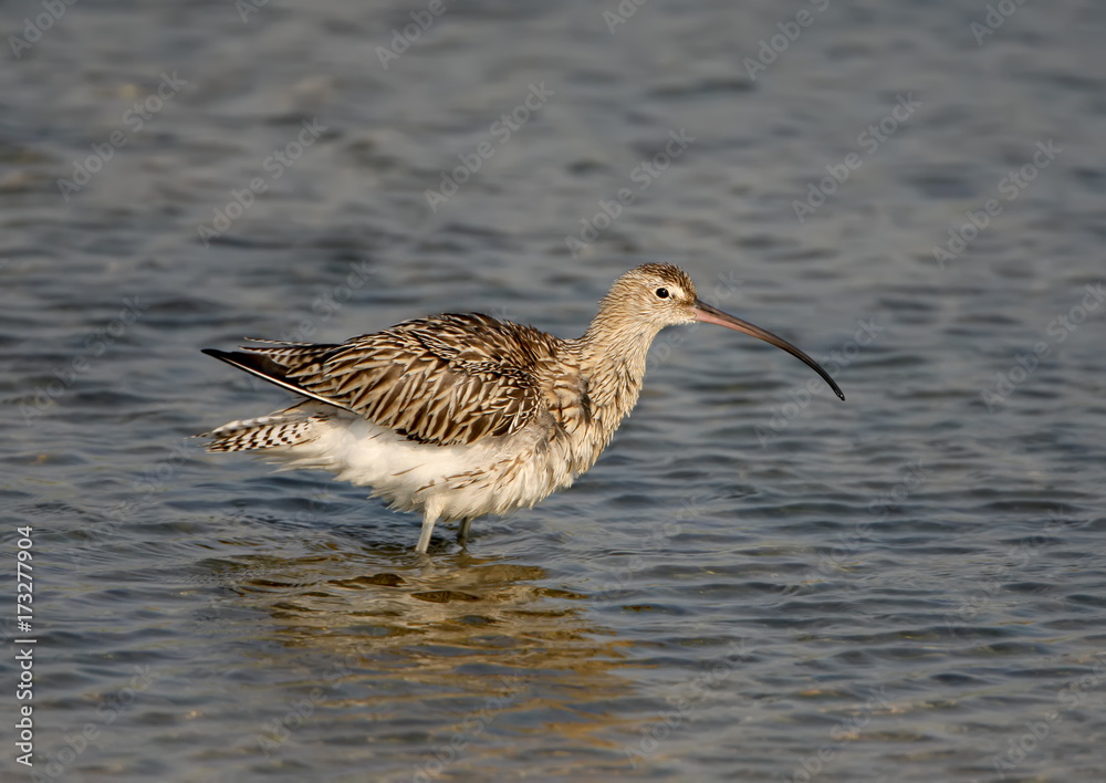 Curlew in winter plumage close up Curlew in winter plumage close up