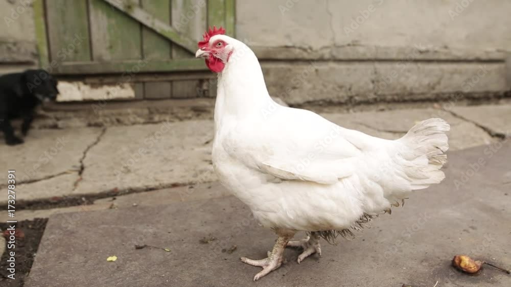 Chicken walks around the yard of the organic farm in search of food. The hen looks warily around. In the background runs a black dog. Chicken walks around the yard of the organic farm in search of food. The hen looks warily around. In the background runs a black dog.