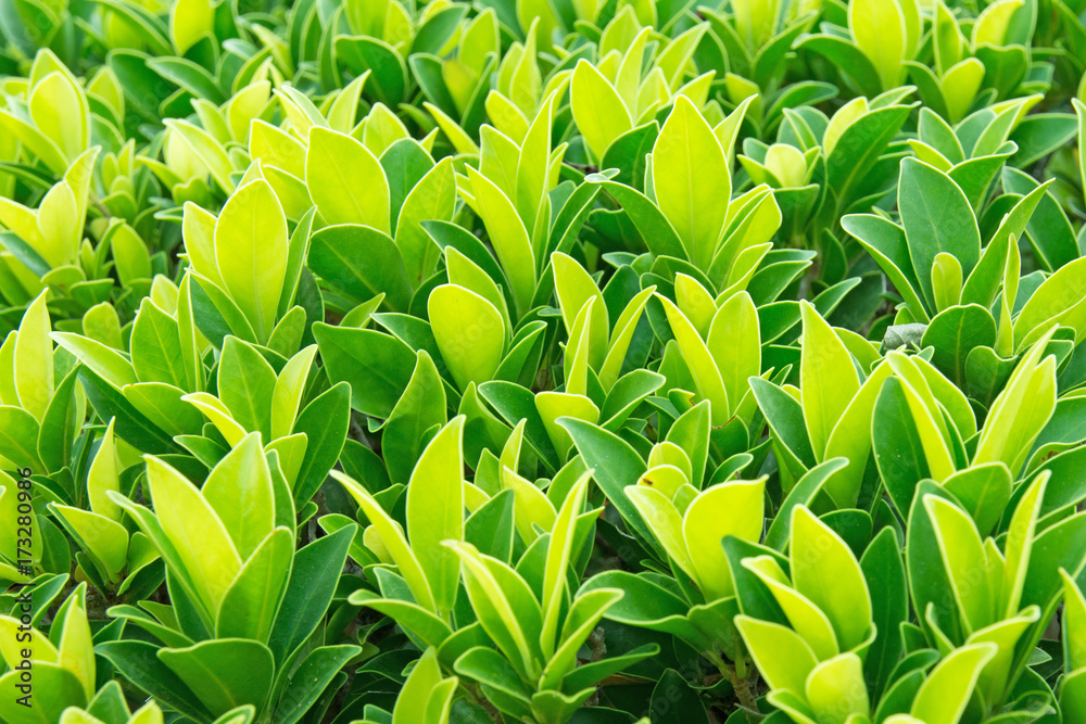 Obraz premium leaf green plant for background