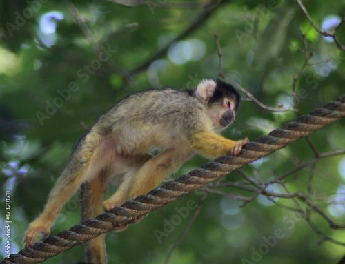 black-capped squirrel monkey (Saimiri boliviensis) © Michael Meijer
