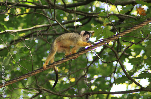 black-capped squirrel monkey  Saimiri boliviensis 