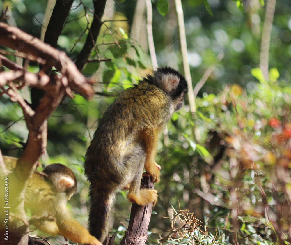 Obraz premium black-capped squirrel monkey (Saimiri boliviensis)