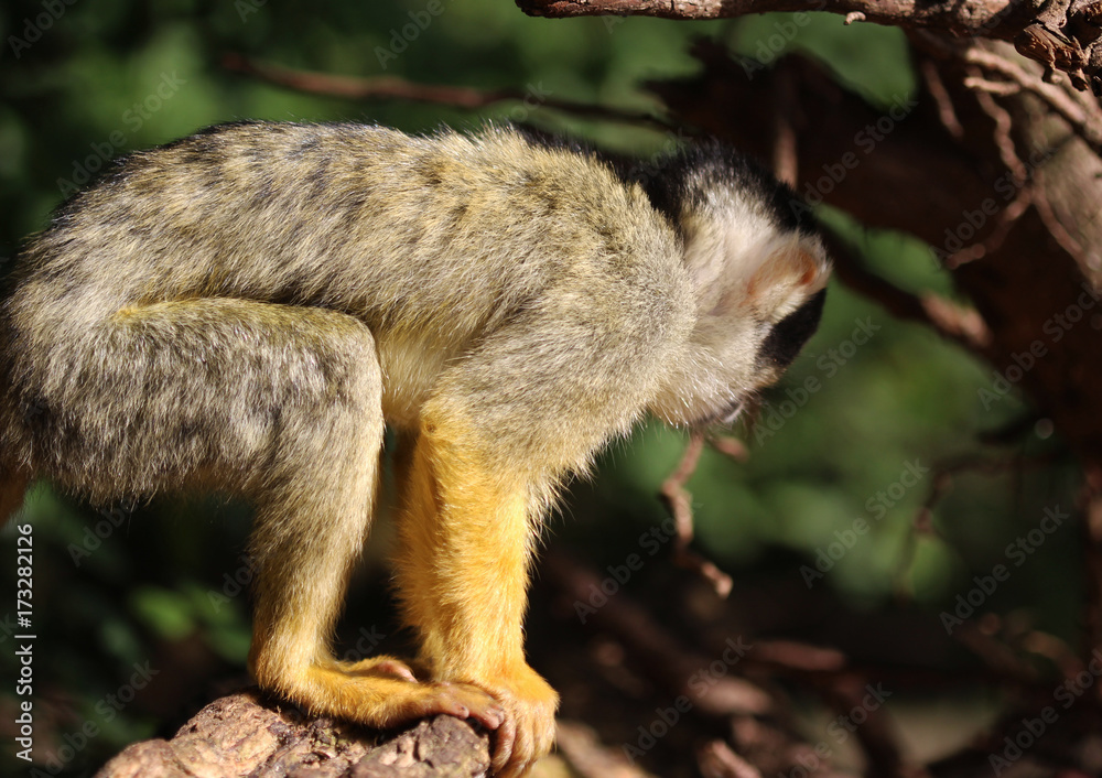 Obraz premium black-capped squirrel monkey (Saimiri boliviensis)