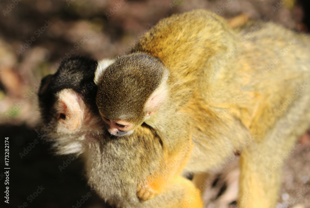 Fototapeta premium black-capped squirrel monkey (Saimiri boliviensis)