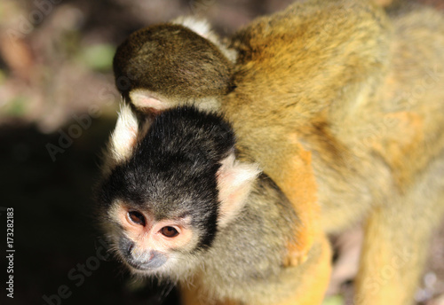 black-capped squirrel monkey (Saimiri boliviensis) © Michael Meijer