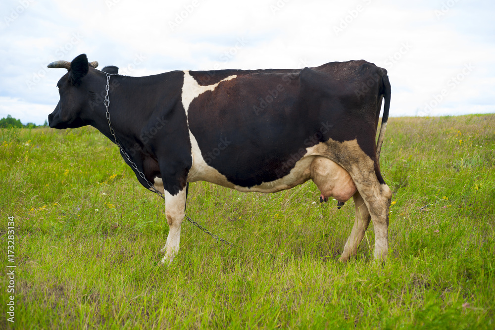 Cow on a summer pasture. Cow on a summer pasture.