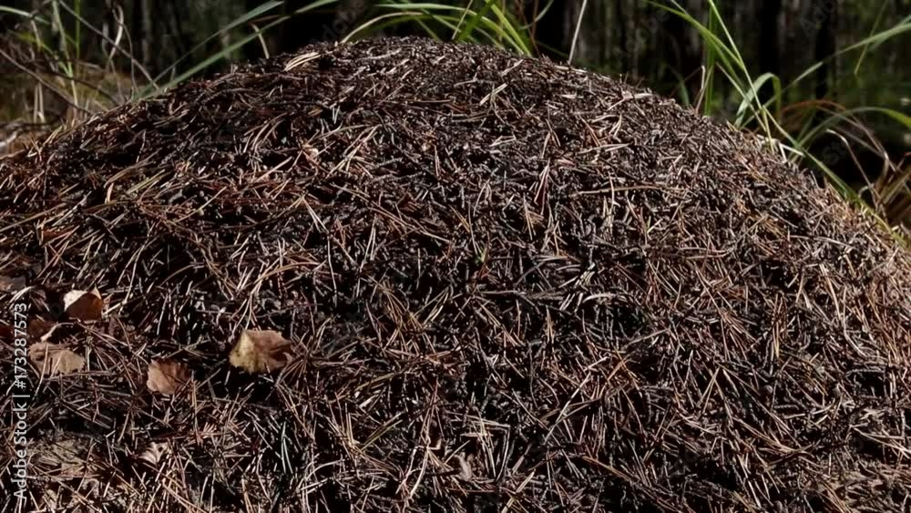 forest mushroom trees berries nature plants grass plants insects ants forest mushroom trees berries nature plants grass plants insects ants