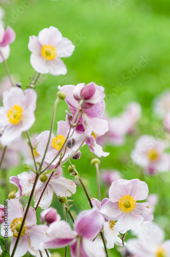 Fototapeta Naklejka Na Ścianę i Meble -  Pale pink flower Japanese anemone, close-up. Note: Shallow depth of field