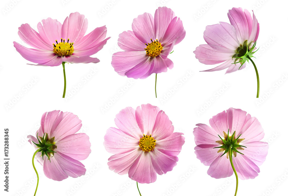 Set of six pink Cosmos bipinnatus flowers with different perspective isolated on white background. Ornamental garden plant Cosmos bipinnatus close-up macro.
