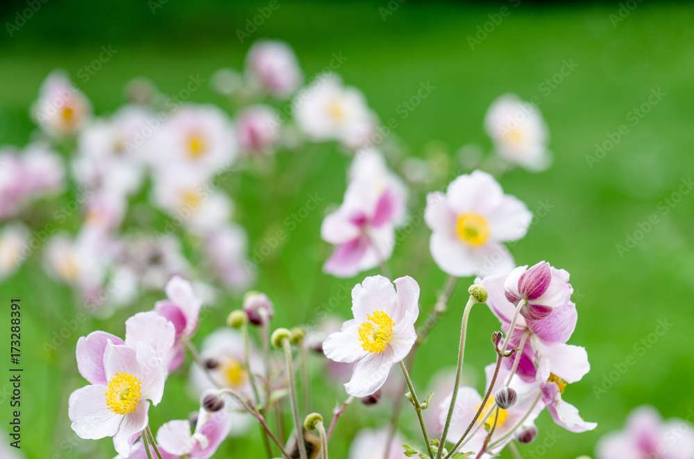 Pale pink flower Japanese anemone, close-up. Note: Shallow depth of field Pale pink flower Japanese anemone, close-up. Note: Shallow depth of field