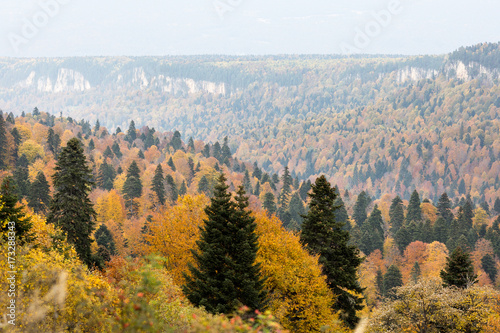 season, ecology, nature concept. high rocky hills form a rather wide and picturesque hollow, there are lots of trees of autumn wood, they had dressed in golden yellow costumes