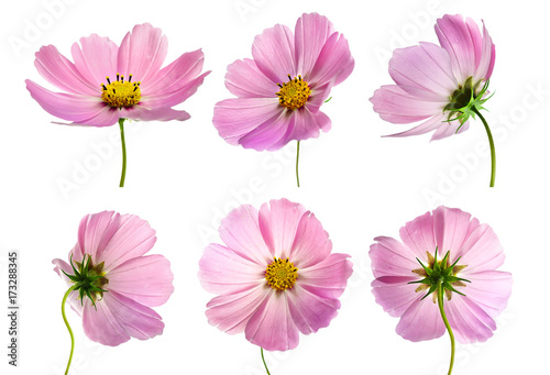 Set of six pink Cosmos bipinnatus flowers with different perspective isolated on white background. Ornamental garden plant Cosmos bipinnatus close-up macro. photo