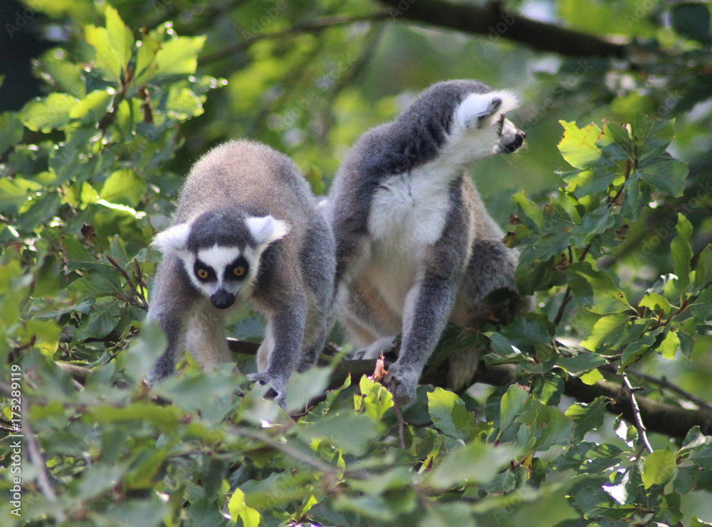 Fototapeta premium Ring tailed lemur