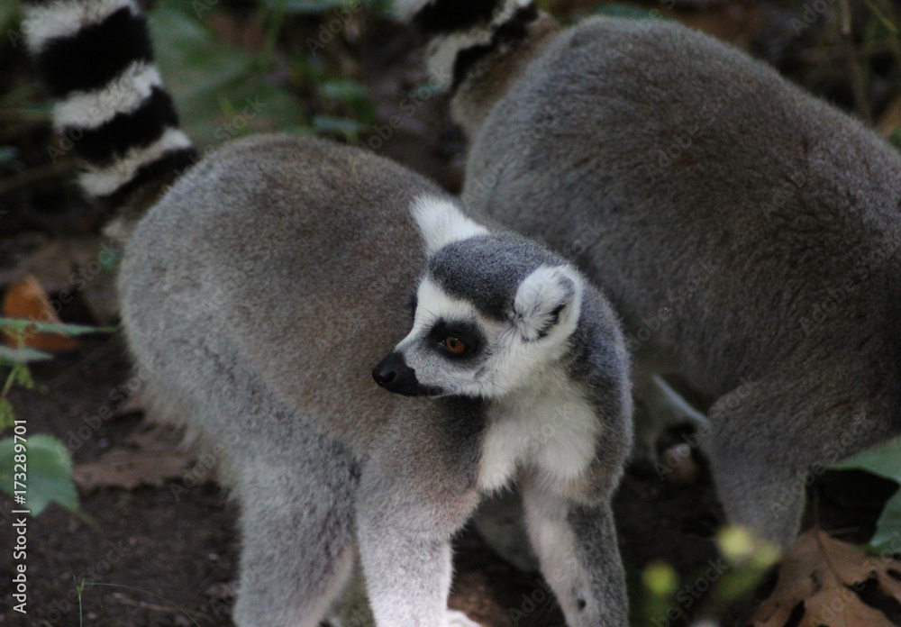 Obraz premium Ring tailed lemur