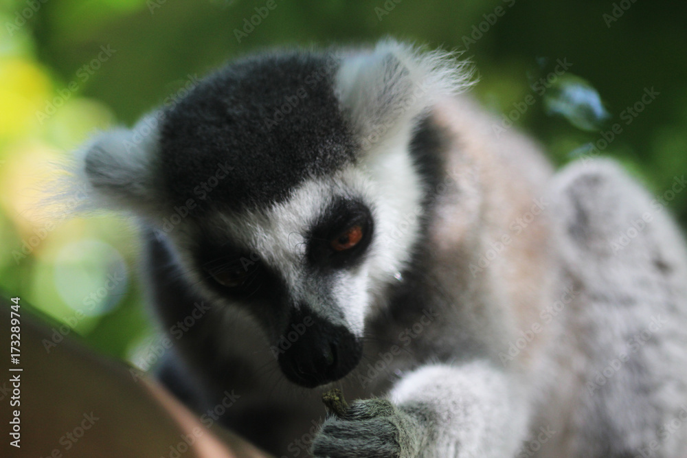 Obraz premium Ring tailed lemur