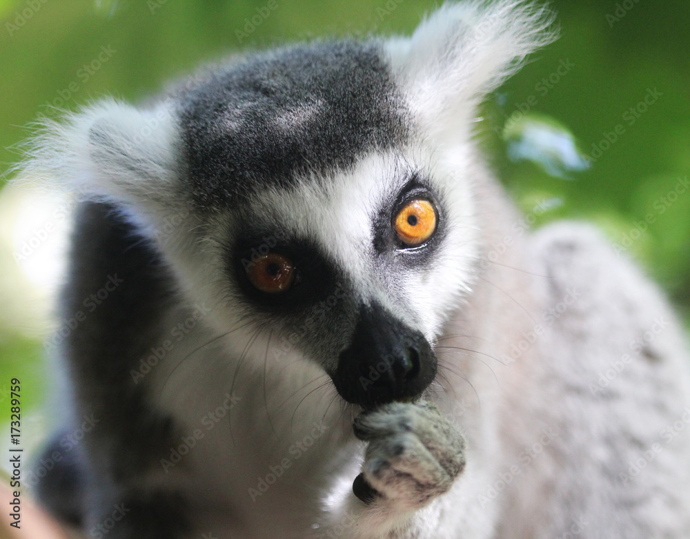 Obraz premium Ring tailed lemur