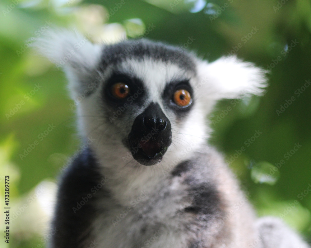 Obraz premium Ring tailed lemur