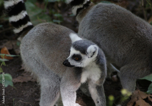 Ring tailed lemur
