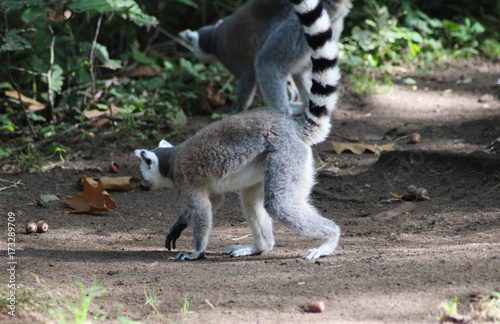 Ring tailed lemur