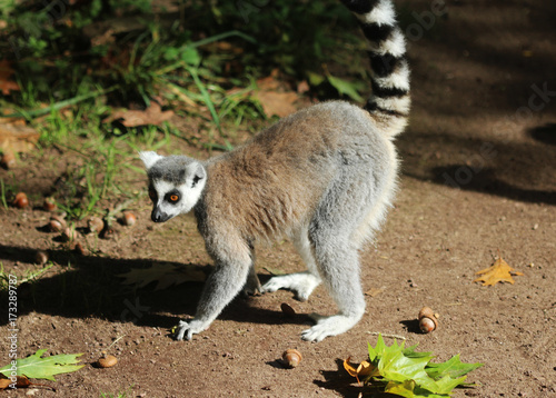 Ring tailed lemur