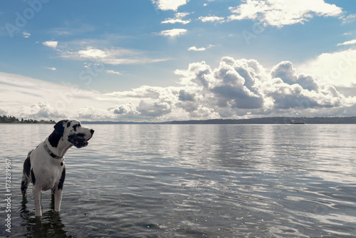Gorgeous Harlequin great dane dog standing in the surf by the sea under partly cloudy sky.