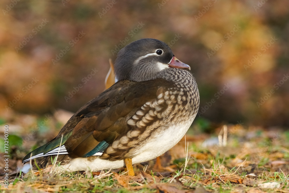 Fototapeta premium Mandarin duck (Aix galericulata)