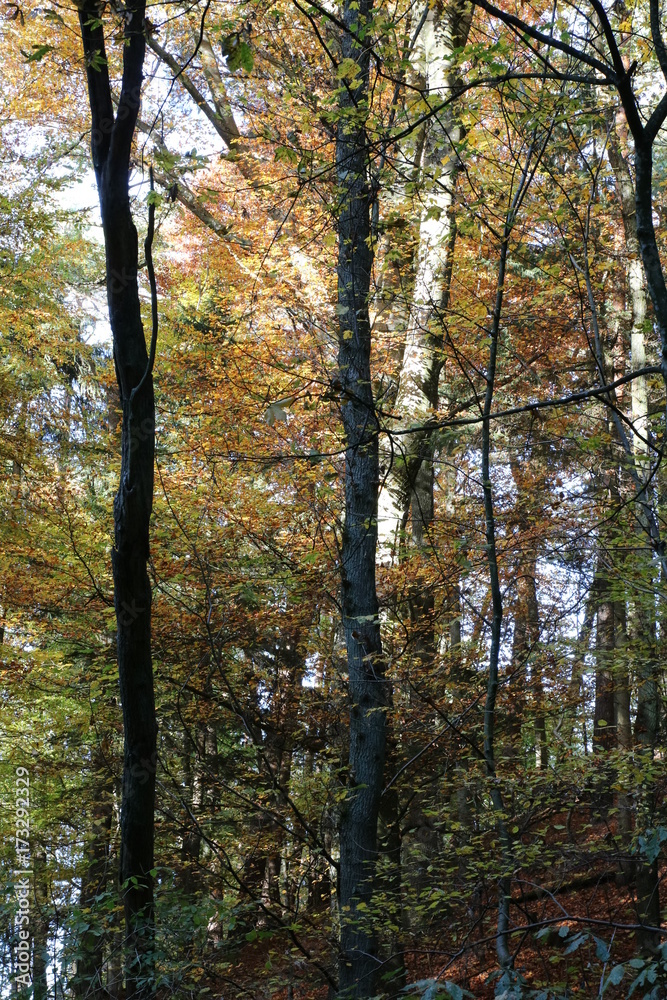 Herbstlicher Wald Herbstlicher Wald