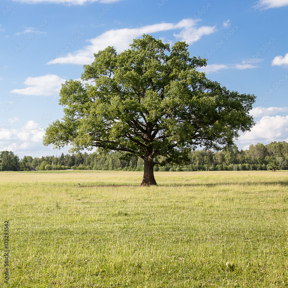 lonely oak in the field, Latvia