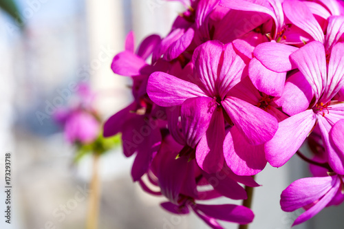 Fototapeta Naklejka Na Ścianę i Meble -  Beautiful fairy dreamy magic pink purple flowers on faded blurry background